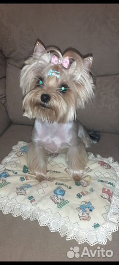 Щенки йорка мини