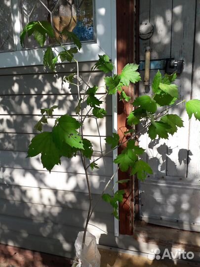 Саженец калины