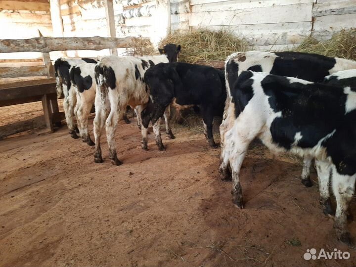Бычки телята тёлочки Порода разные