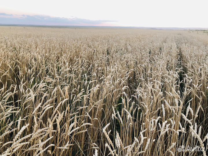 Пшеница 3 класс