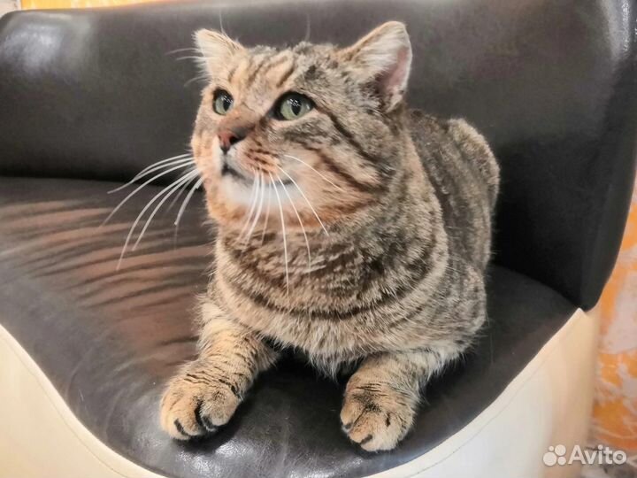 Кот в камуфляже