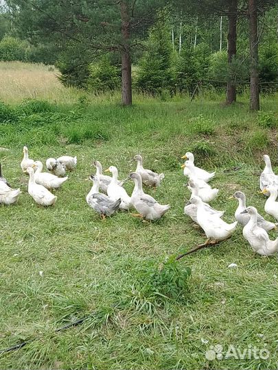 Утка породы голубой фоворит