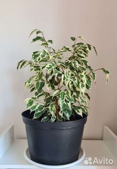 Фикус бенджамина Вариегата