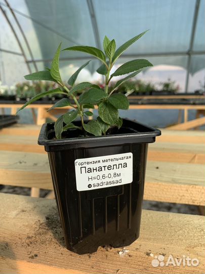 Гортензии серии Pan: Пандалус, Панателла, Пантеон