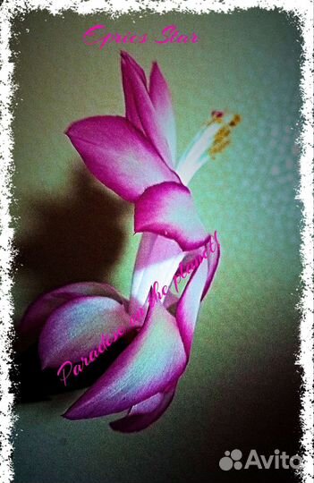 Шлюмбергеры 2