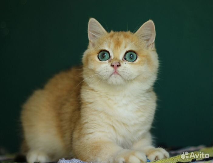 Синеглазый котик