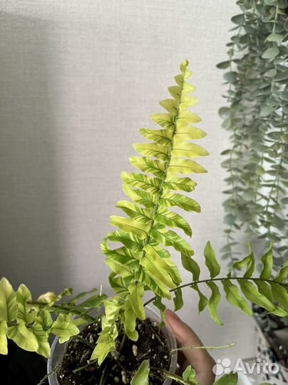 Комнатные растения