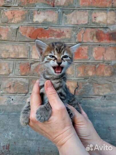 Котенок в добрые руки