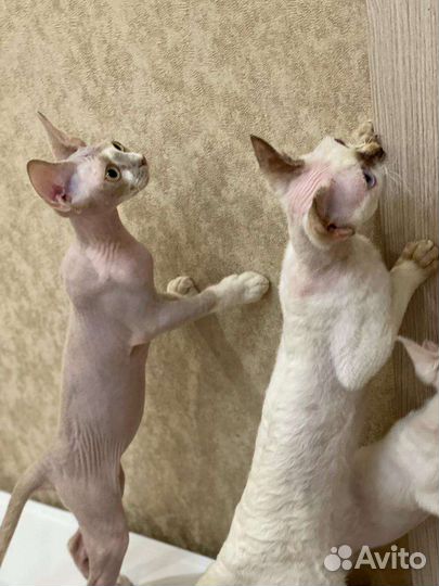 Девон-рекс маленькие и большие