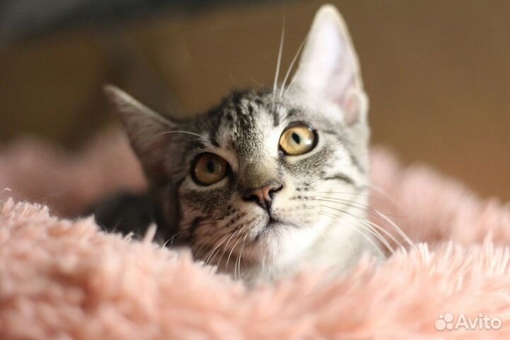 Котенок полосатый