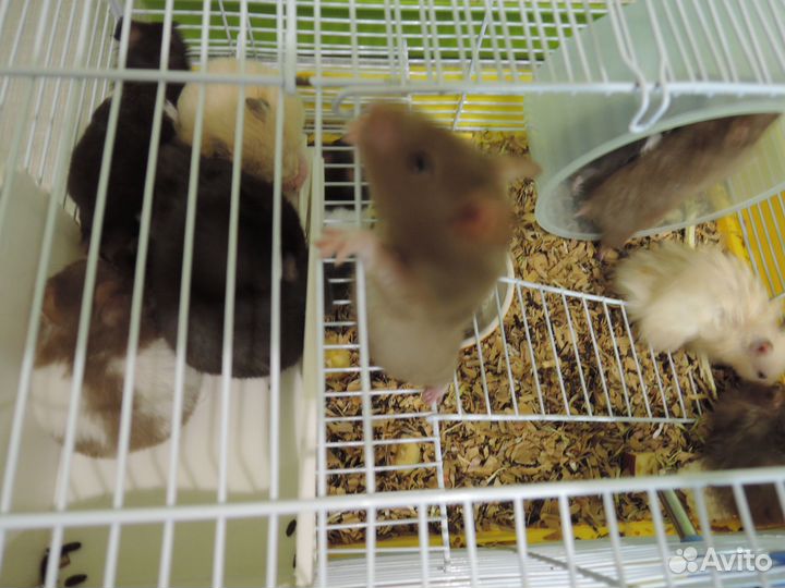 Сирийские хомячки малыши и полугодки