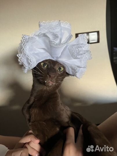 Ориентальный кот