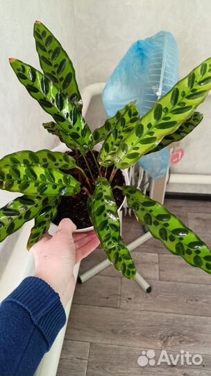 Комнатные цветы