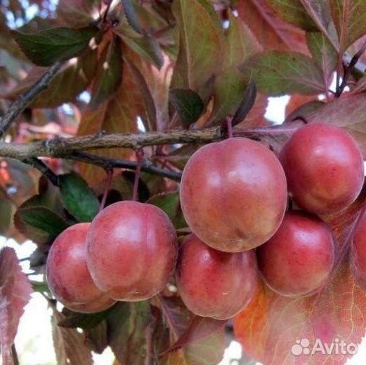 Слива, разные виды, семена