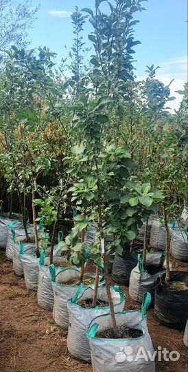 Саженцы плодовых