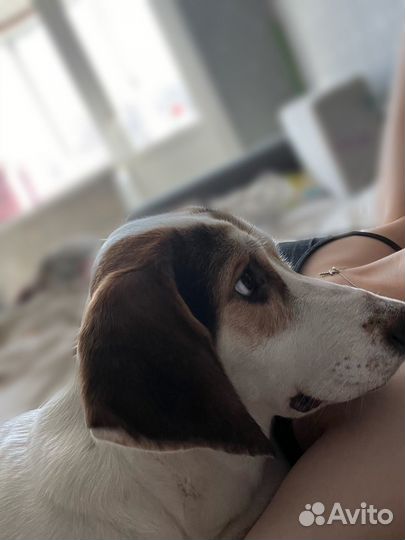 Отдам в добрые руки