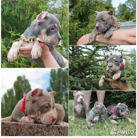 Девочка булли