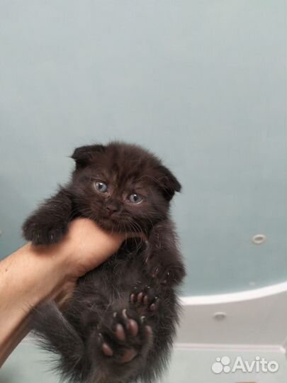 Британские котята