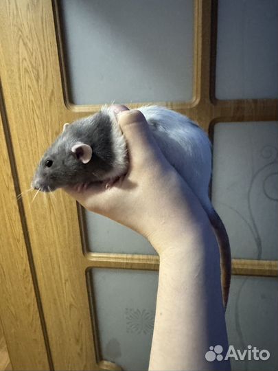 Крыса дамбо с клеткой