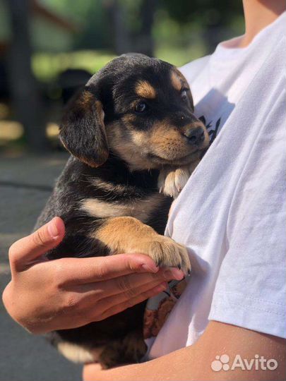 Щенки без породы