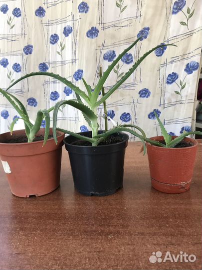 Комнатные цветы, метро Девяткино