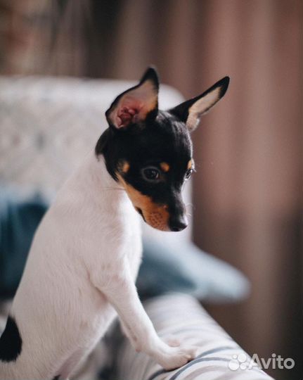 Той фокстерьер