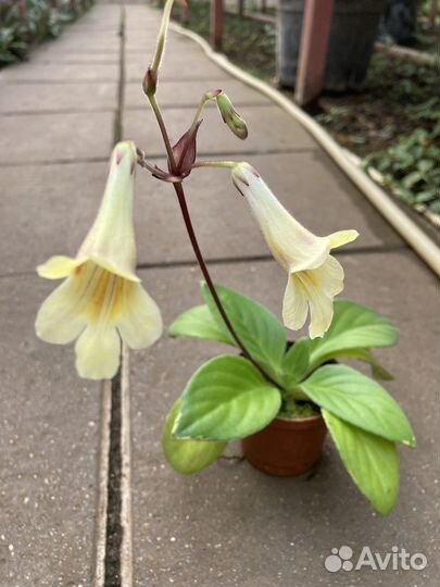 Хирита /Примулина