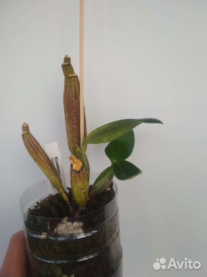 Орхидея дендробиум