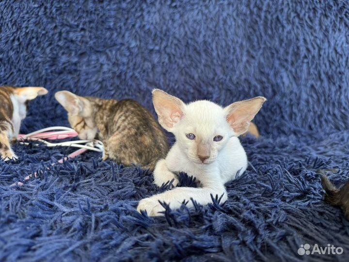 Ориенталы от титулованных родителей с документами