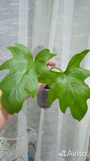 Филодендроны