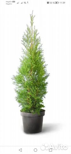 Туя смарагд