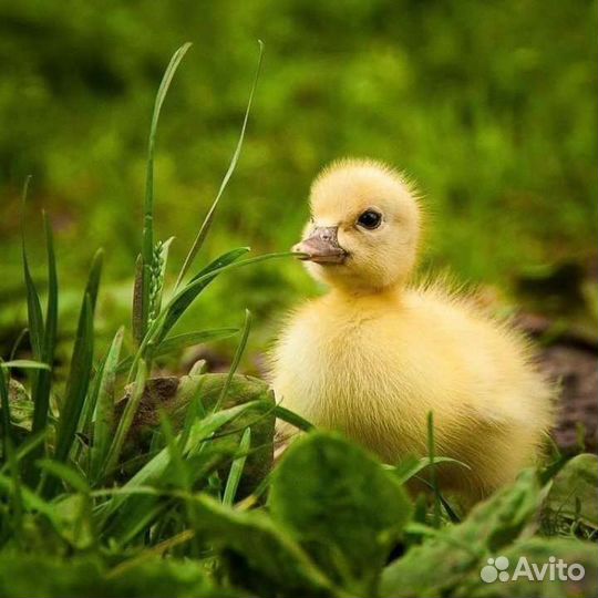 Утята суточные