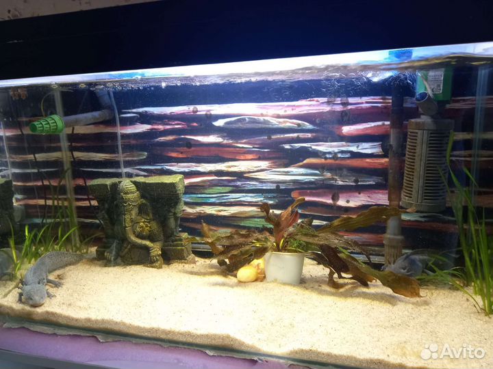 Аквариум с аксолотлями