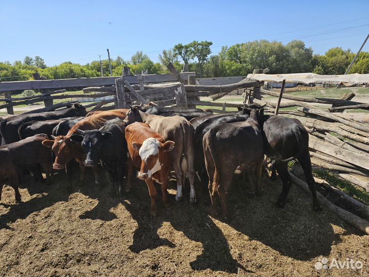 Телки живым весом