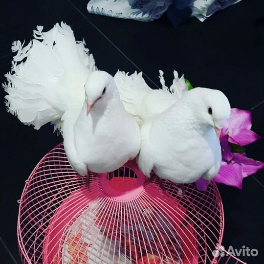 Выпуск белых голубей на свадьбах и торжествах