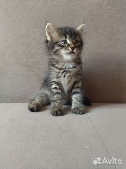 Котята в дар бесплатно