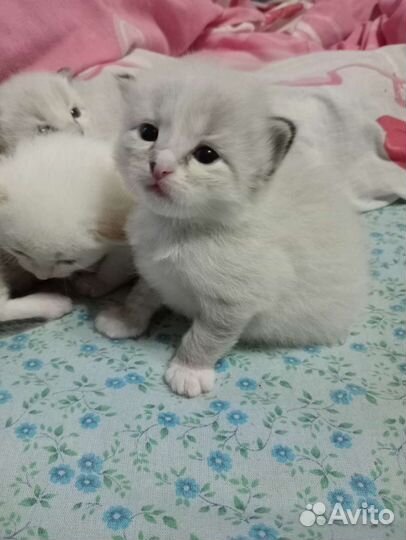 Котята в очень добрые руки