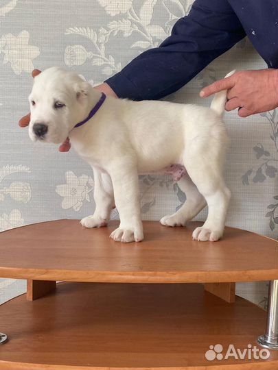 Щенки алабая