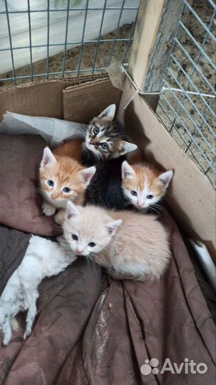 Кошка в дар