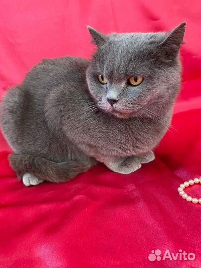 Британская кошка