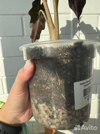 Алоказия полли