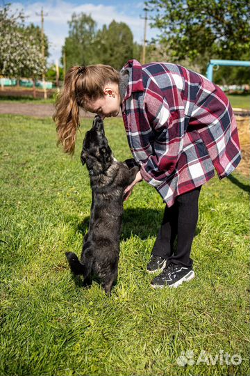 Выгул собак
