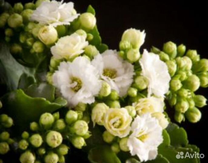 Каланхоэ микс