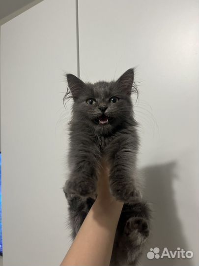 Котик мальчик