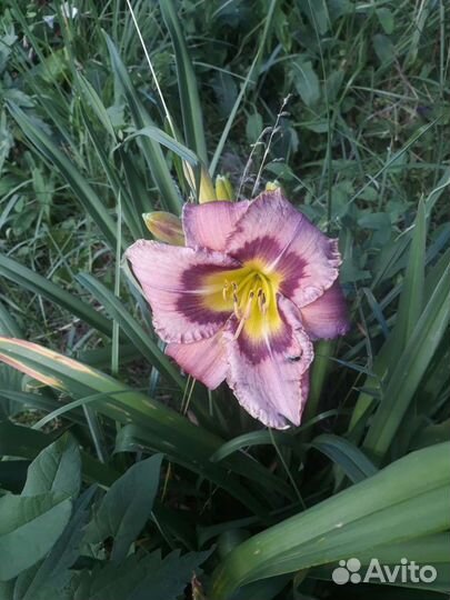 Лилейники сортовые