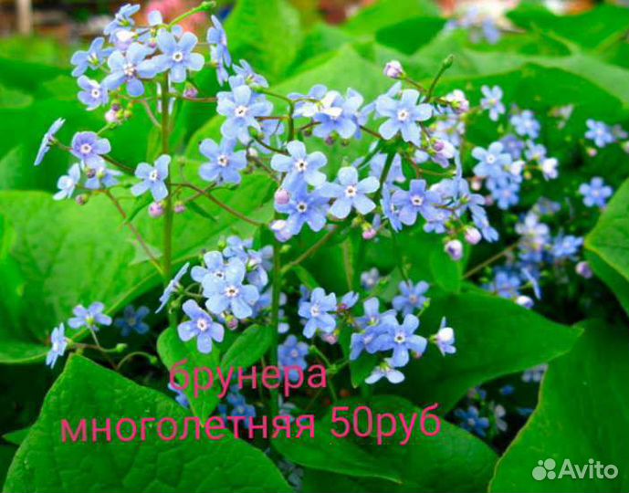 Многолетники для сада цветы