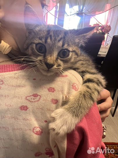 Кошки в добрые руки бесплатно