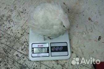 Инкубационные яйца белый гигант и манжур перепел