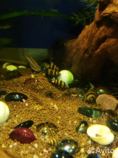 Улика Хелена