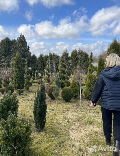 Пихта Корейская с гарантией приживаемости